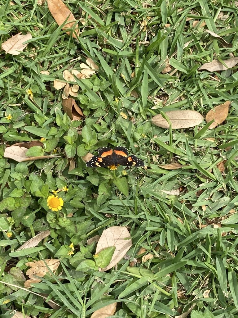 Interested in wing color pattern variation in butterflies? Take a look at this natural history review of Chlosyne lacinia. This work was led by <a href="/Jamie_Phelps123/">Jamie Phelps, PhD</a> in collab with <a href="/evoyeyo/">Diego Paredes-Burneo</a>, Kyle Harms, and myself. <a href="/lsubiograds/">LSU BioGrads</a> <a href="/LSU_BioSci/">LSU Department of Biological Sciences</a>  shorturl.at/lPX06