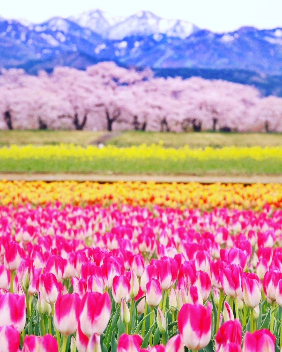 Rose01687135's tweet photo. #今年いちばん美しいと思った画像を貼る
春の四重奏　富山県 https://t.co/h1mpieWBxx