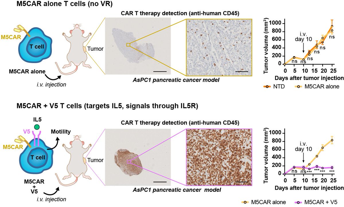 Denis Wirtz tweet media