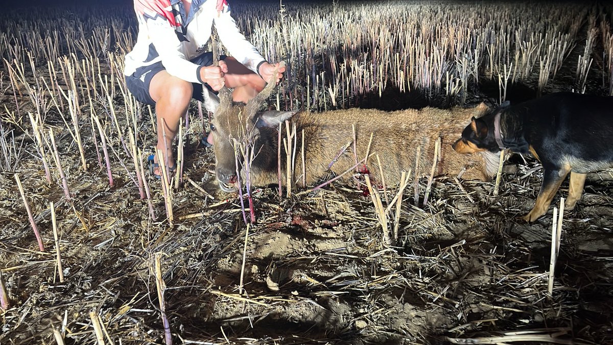 Sorry Santa. Looks like Venison for Xmas.