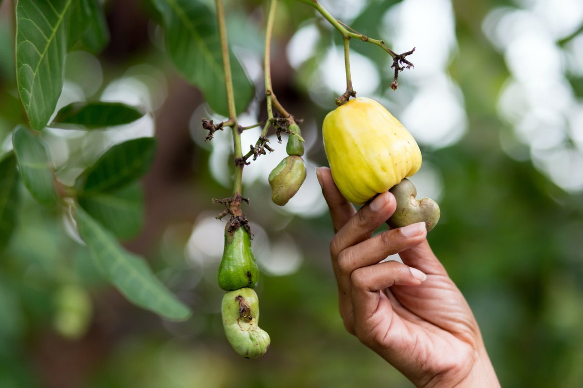13. It's useful to think about cashews because most countries can't produce them, no matter how much they might want to "deglobalize."

Some goods will still need to be imported from far away and that's ok... 

...so long countries don't also import an undue share of the value.