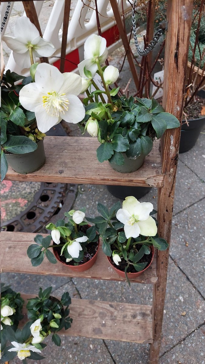 Heide56154032's tweet photo. #Christmases
So kann man Baustellen auch kaschieren. Christrosen auf einer alten Sprossenleiter.
๐ฑ๐๐ฑ https://t.co/8Sv53epAG2