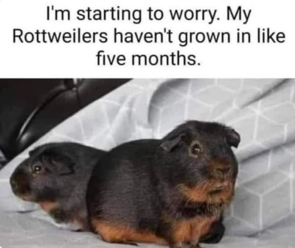 HeatherWeidner1's tweet photo. Oh, my. #rotties #timetoworry #guineapigs https://t.co/h6nzIG4wbz