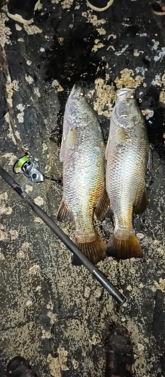 FishFishing1312's tweet photo. Its Barramundi 🎣🐟

#barramundi #fishing #goafishing #goa #barramundi #seafood #fish #tastyfish #angler #rodandreel https://t.co/vmX0Jhgxtp
