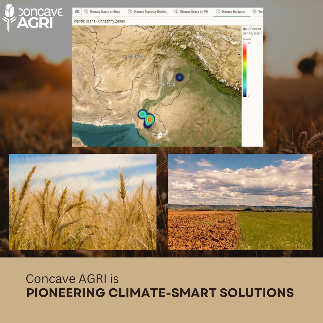 Concave_Agri's tweet photo. Findings show the emergence of #RiceLeafFolder on #Wheat in #Sindh . At #ConcaveAGRI , we're actively providing solutions like tailored strategies for #climate-resilientfarming , #advisoryservices , access to #resilienseeds & other inputs & #sustainableirrigationsolutions https://t.co/9nRBQMOyEm