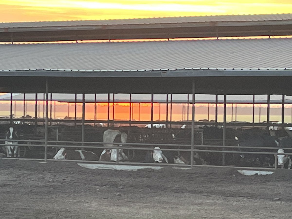 ProcrossCows's tweet image. News from ProCROSS pioneers in California investing for future : 
Brand new DeLaval 72-stall Rotary parlour at 6-X Dairy started earlier this week, 400 cows per hour ! 
Congrats to PC pioneers Gary &amp;amp; Amy O. and the entire 6-X crew 👏👏
#ProCROSS #Proven #Progressive #Profitable