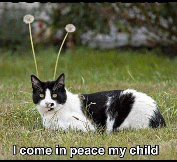 DBoop4's tweet photo. @JaaiBheem @Yoda4ever ☮✌😸Peace!!💜 https://t.co/3ywD5E74aA
