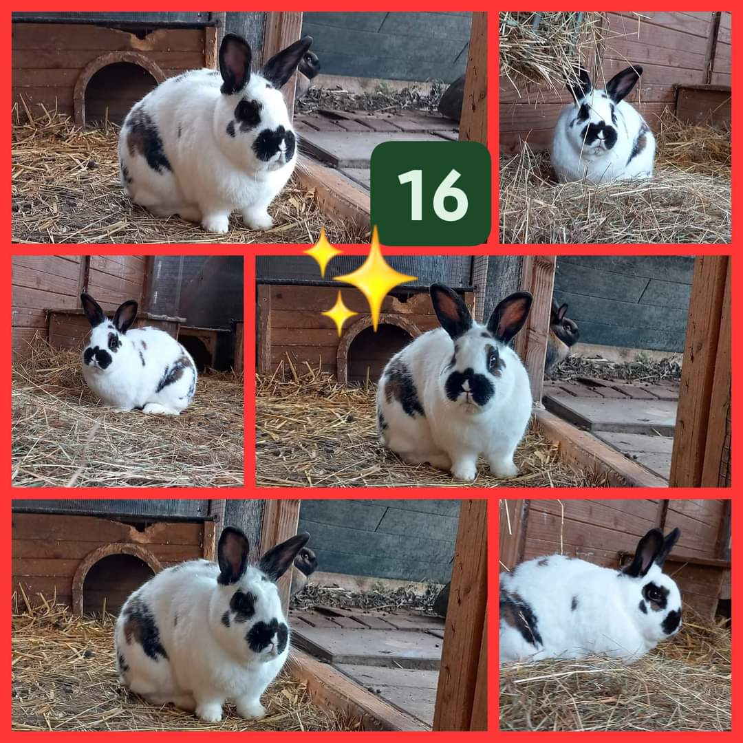 Rüsselheim e. V. tweet media