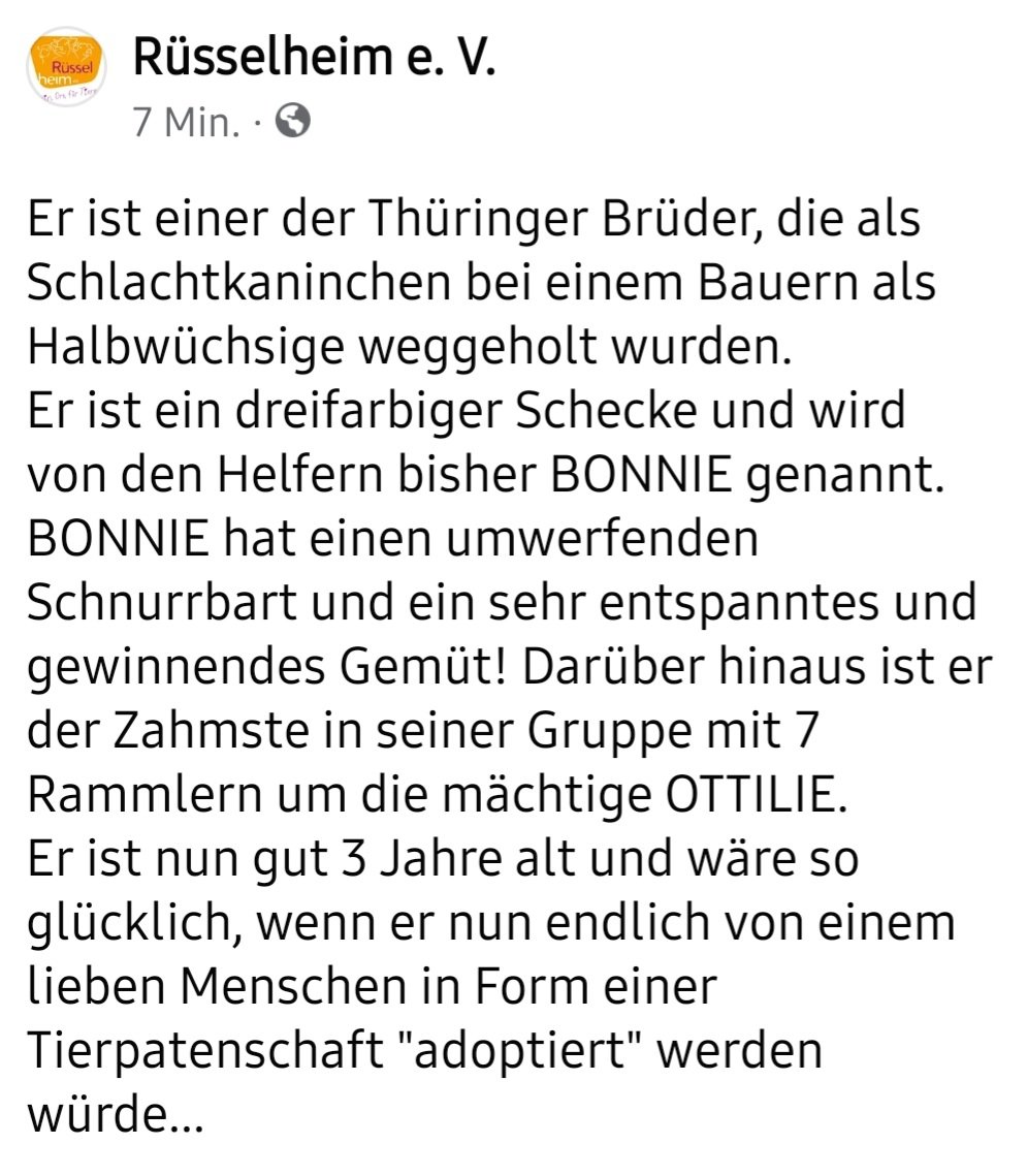 Rüsselheim e. V. tweet media