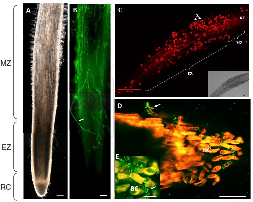 Chapter 17 by Eric Nguema-Ona, Romain Castilleux, John P. Moore, Maite Vicré, Azeddine Driouich: Root cell walls and secretions - a role in the plant's relationship with its surrounding soil microbiome @GroupeRoullier @univrouen