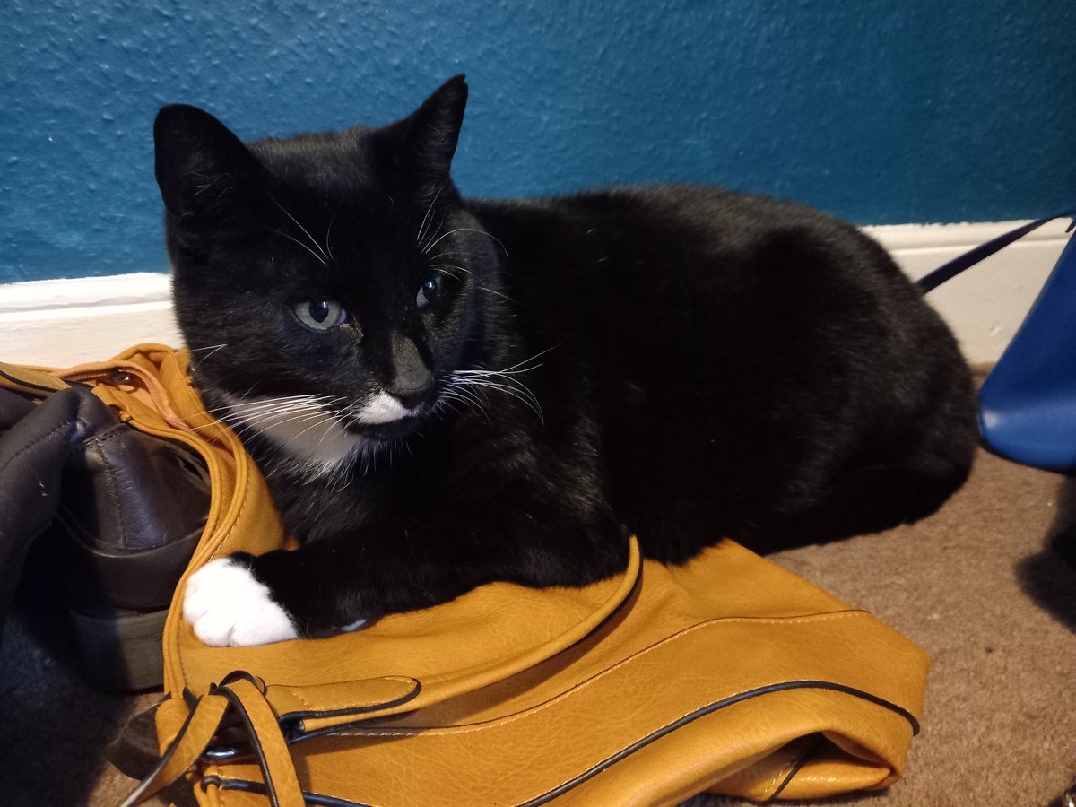 lazyperfection's tweet photo. Happy caturday from Henderson #caturday #blackandwhitecat #tuxedocat #CatsOfTwitter #catsonbags #restingcat #cat #posingcat https://t.co/hFL5v6ULp7