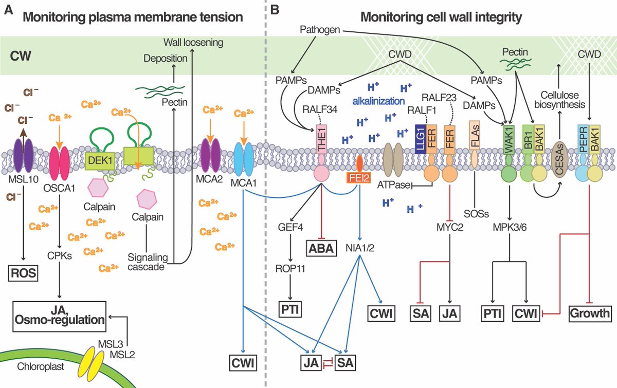 One week's worth of advent calendar doors left! Chapter 18 by @DhiAmanda, @hamann_lab: Plant cell wall integrity maintenance @NTNU @NTNUnorway