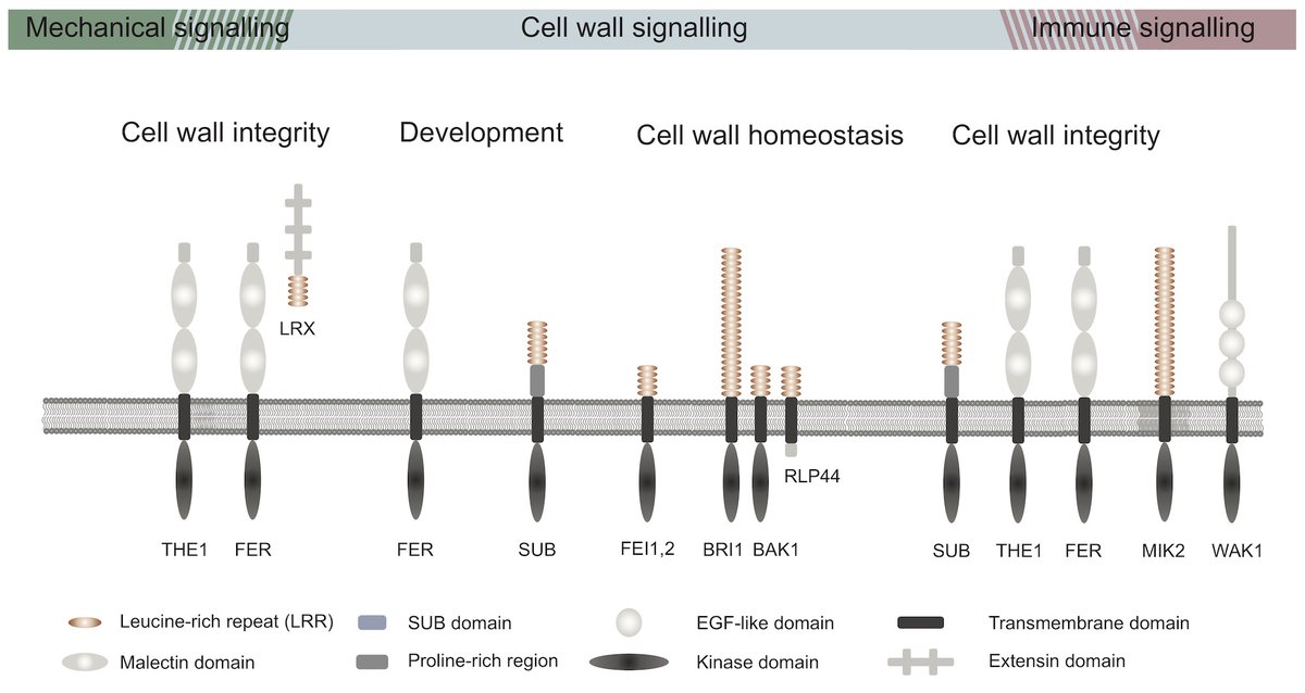 Chapter 19 by @PlantDevTUM (@TU_Muenchen), @wolf_seb (@uni_tue): Cell wall signalling in plants