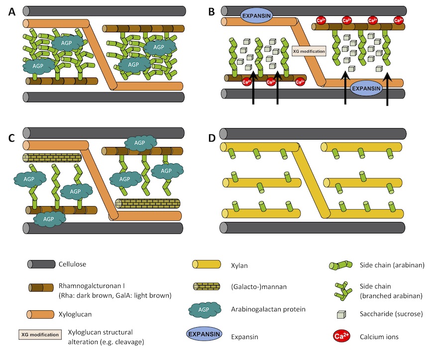 Chapter 22 by John P. Moore (@StellenboschUni), Maite Vicré (@univrouen), Eric Nguema-Ona (@GroupeRoullier), Azeddine Driouich (@univrouen), Jill M. Farrant (@UCT_news): Drying out walls: How do the cell walls of resurrection plants survive desiccation? @SU_Libraries