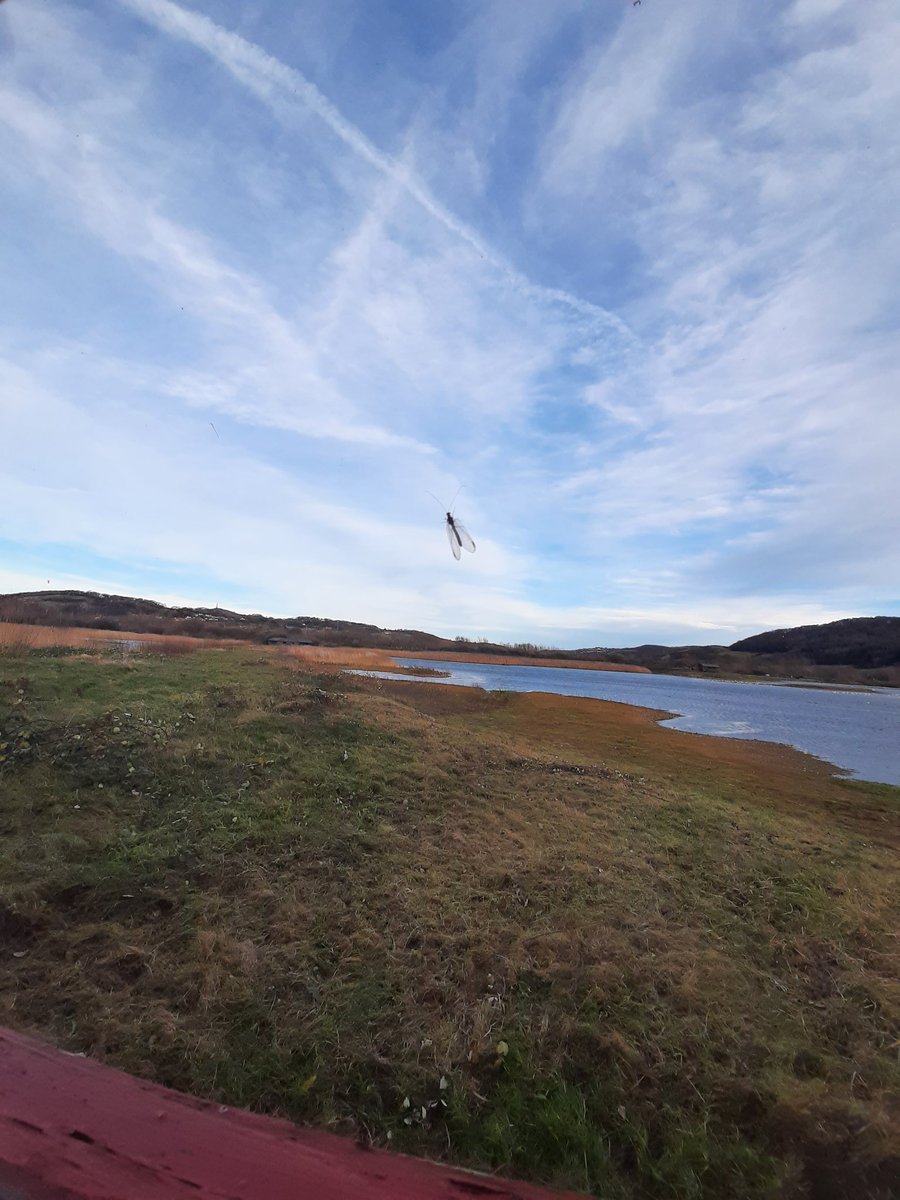 Excellent trip to <a href="/RSPBConwy/">RSPB Conwy</a> today with @LisaRoseJepson and @lazuli27 - two Red Breasted Mergansers being a highlight. Also, noticed Chrysoperla carnea hanging out in one of the hides #Lacewing #Neuroptera #RSPB