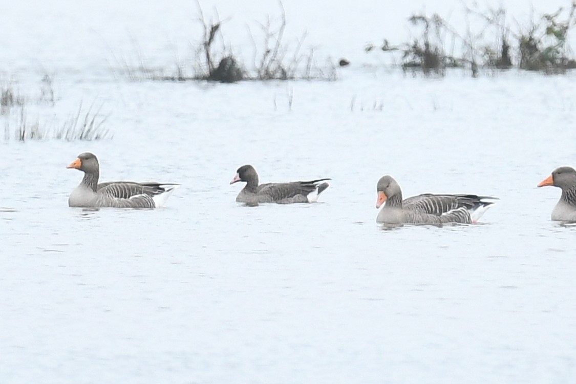 Good to be out and about again, juv White-fronted Goose dropped back into Blotts, HPP 15/12/23, with Greylag flock.