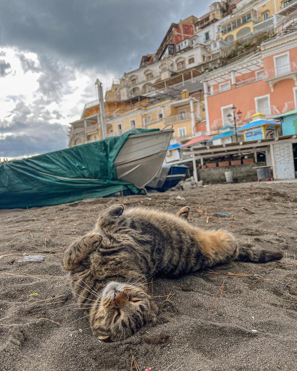 Get ready for serious wanderlust with these amazing photos of cats in #Positano and a special cat lover's sightseeing itinerary! 😻🇮🇹🐾 traveling-cats.com/2014/04/cats-i…

#Caturday #AmalfiCoast #VisitItaly #CatsOfTwitter #catsofinstagram #instacats #catstagram #travelblogger