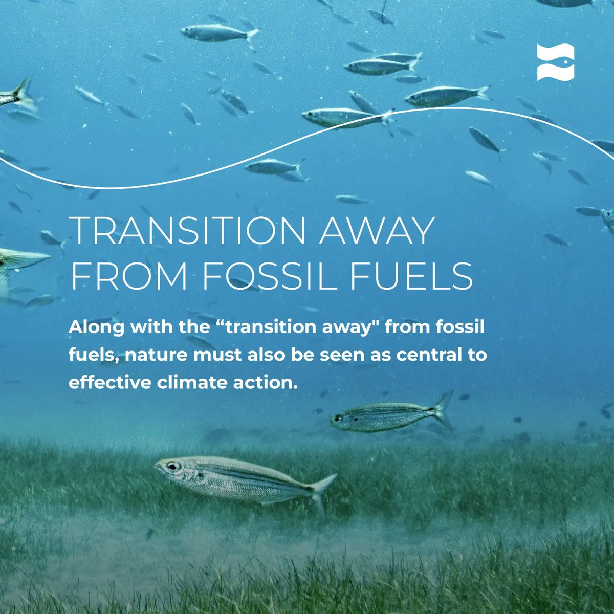 Oceano Azul Foundation tweet media