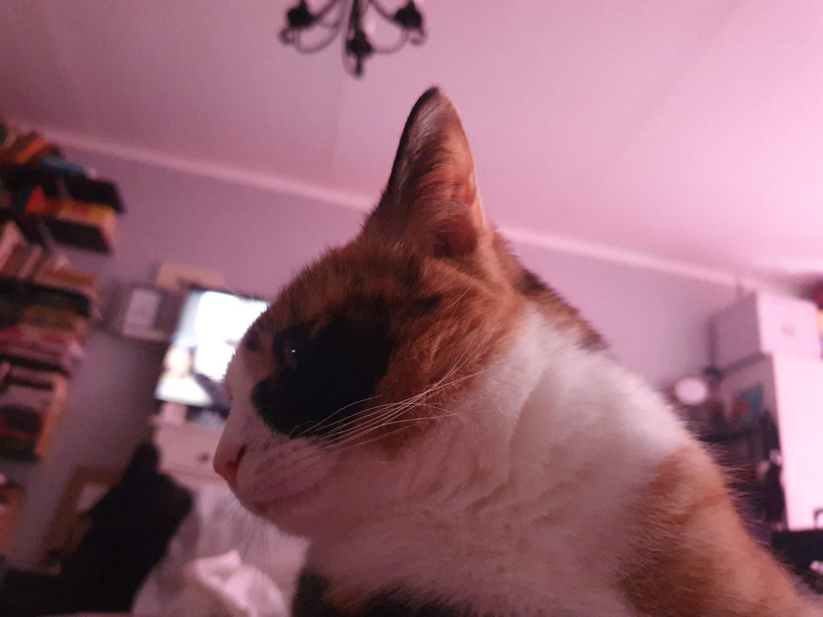 LieseFe's tweet photo. @KGN_Gezwitscher Happy #Catvent! https://t.co/njP2lrYVLi