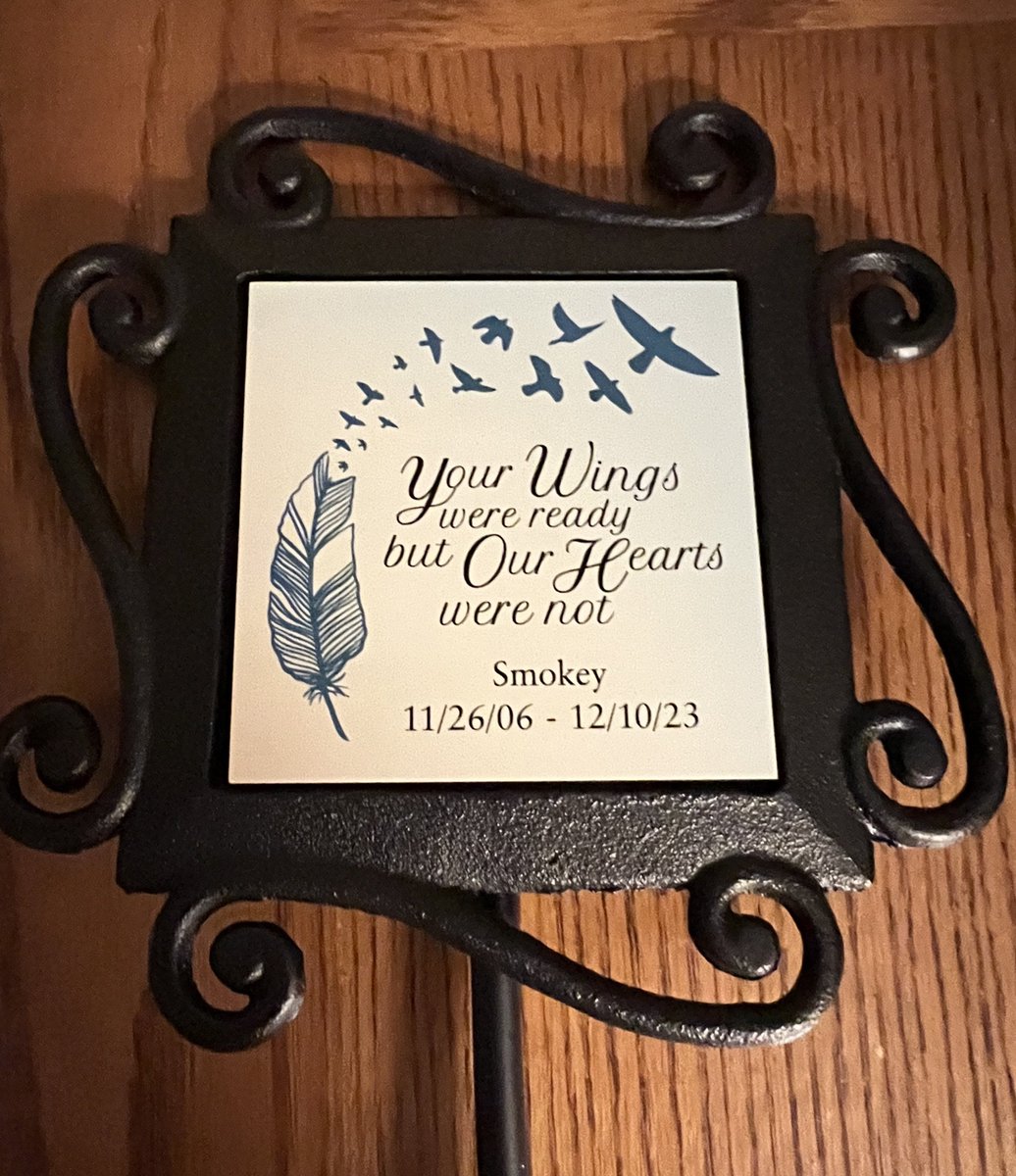 Teillady🦜🐦‍⬛ tweet media