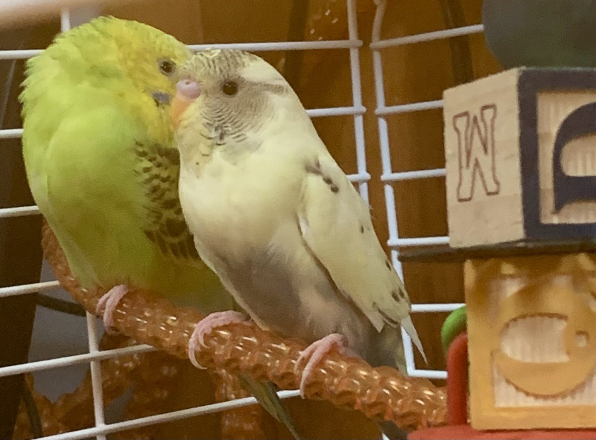 #BirdTherapy Day 6: The girl finally approached the boy closely and he’s just been basking in the moment while she allows him to gently touch her feathers with his beak. 💜 #serviceanimals #therapy #birds #parakeet