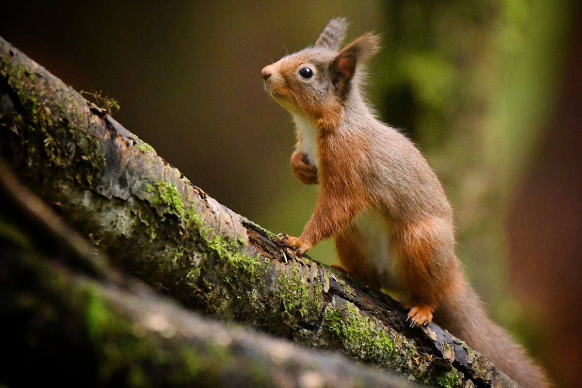 It was quite dark and chilly in the woods again this week but these wee ones always brighten up every visit 😍 5 Reds in total while I was there and another joyful few hours for me in their company 😍🐿️💚 Isle of Bute #ilovebute #ilovesquirrels #ilovenature