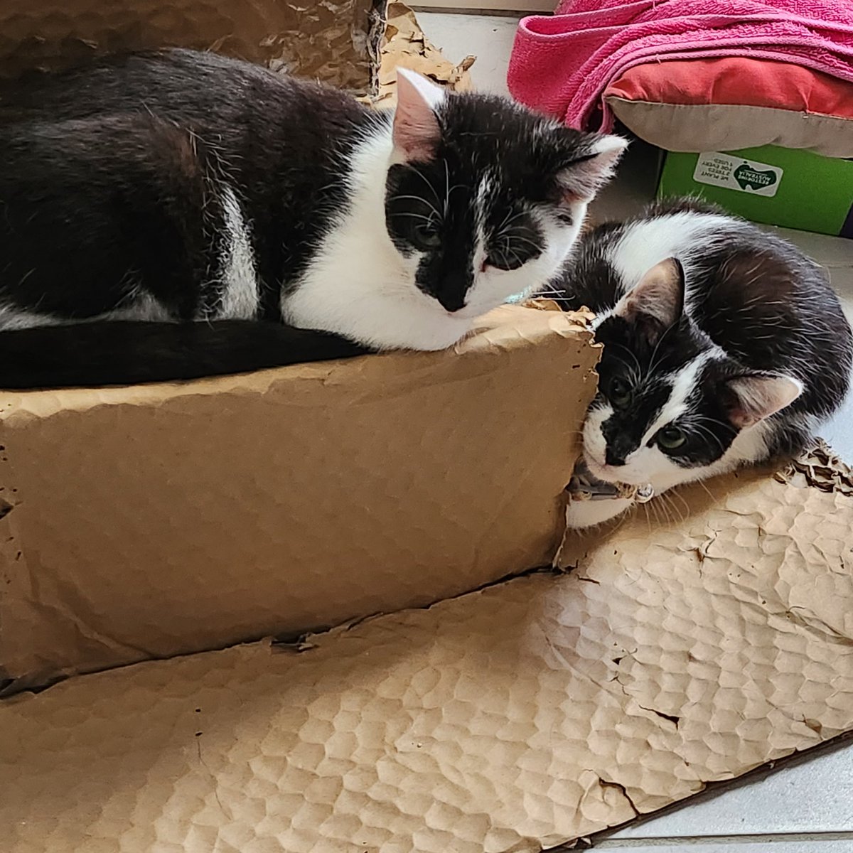 MidnightVict's tweet photo. #kittyspam https://t.co/PhzMKcYYzs