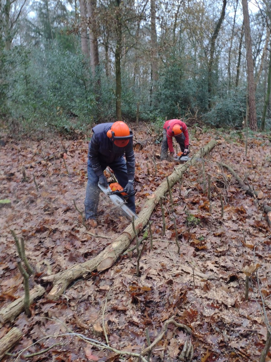 Harry Grevers tweet media