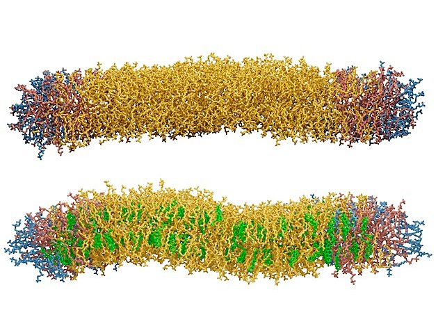 Computer simulations reveal cholesterol's  impact on #cellmembrane properties – engendering both impermeability & bendiness. Image & research by Matthias Pöhnl, @MTrollmann & @biomemphys @UniFAU in @NatureComms. On bpod.org.uk/archive/2023/1… for links to article & searchable archive
