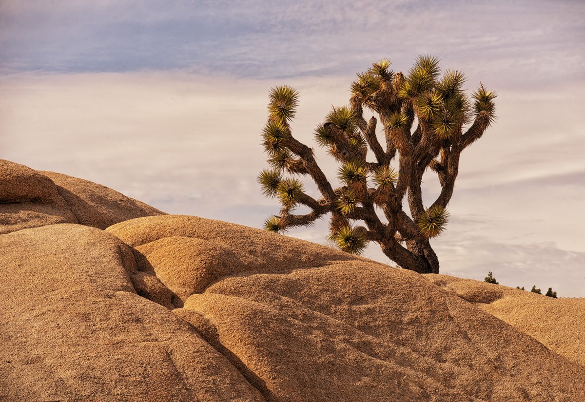 Hi Gang!  Just got back from brief visit to #Deserts in California, Arizona, Nevada, Utah and Oregon.  If you have a capture taken in any #desert, please share it and I'll retweet.  Have a peaceful Saturday and stay safe out there! #Photography #Dry  #Rocks #JoshuaTree #Warm