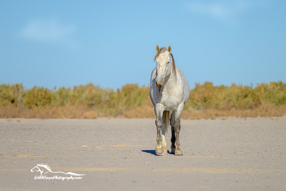 South Onaqui station Joker walks into #StallionSaturday! #GetYourWildOn: wildhorsephotographs.com/onaqui-mountai… #WildHorses #Horses #FallForArt #Horse #FineArtPrint #AYearForArt #HomeDecor #BuyIntoArt #HorseLovers #Equine #Stallion #FineArtPhotography #GiftIdeas #Gifts #PhotographyIsArt