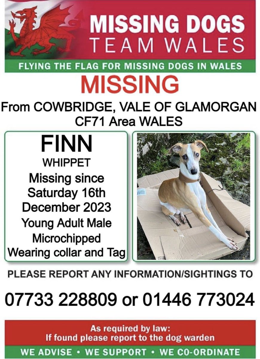 🔺SIGHTINGS ONLY PLEASE, DO NOT CALL OR CHASE 🔺
❗FINN, MISSING FROM #COWBRIDGE, #VALEOFGLAMORGAN, #CF71 area #WALES ❗
❗SINCE SATURDAY 16th DECEMBER 2023.
❗LAST SEEN NEAR BONVILSTON, PLEASE CALL WITH ANY SIGHTINGS/INFORMATION ❗