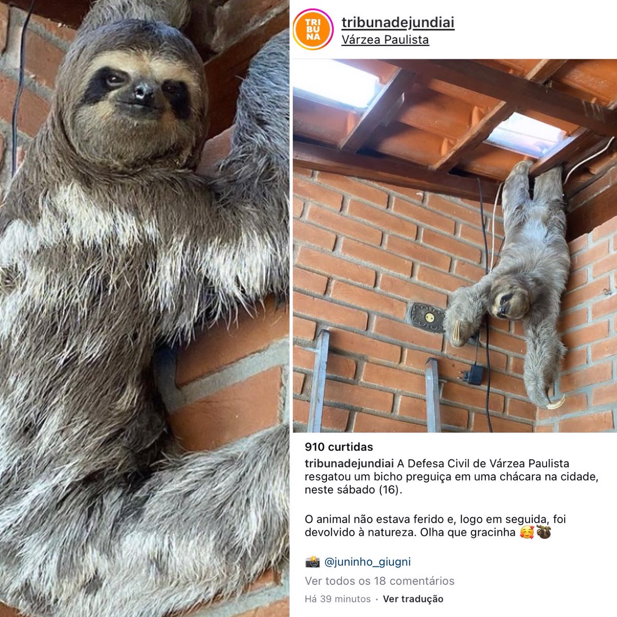 rafaelporcari's tweet image. E se você chegasse na sua casa e encontrasse um #BichoPreguiça enroscado no telhado?
Aconteceu aqui em #VárzeaPaulista kk.
Fala sério: a #Preguiça é engraçada!
🦥 
#Natureza