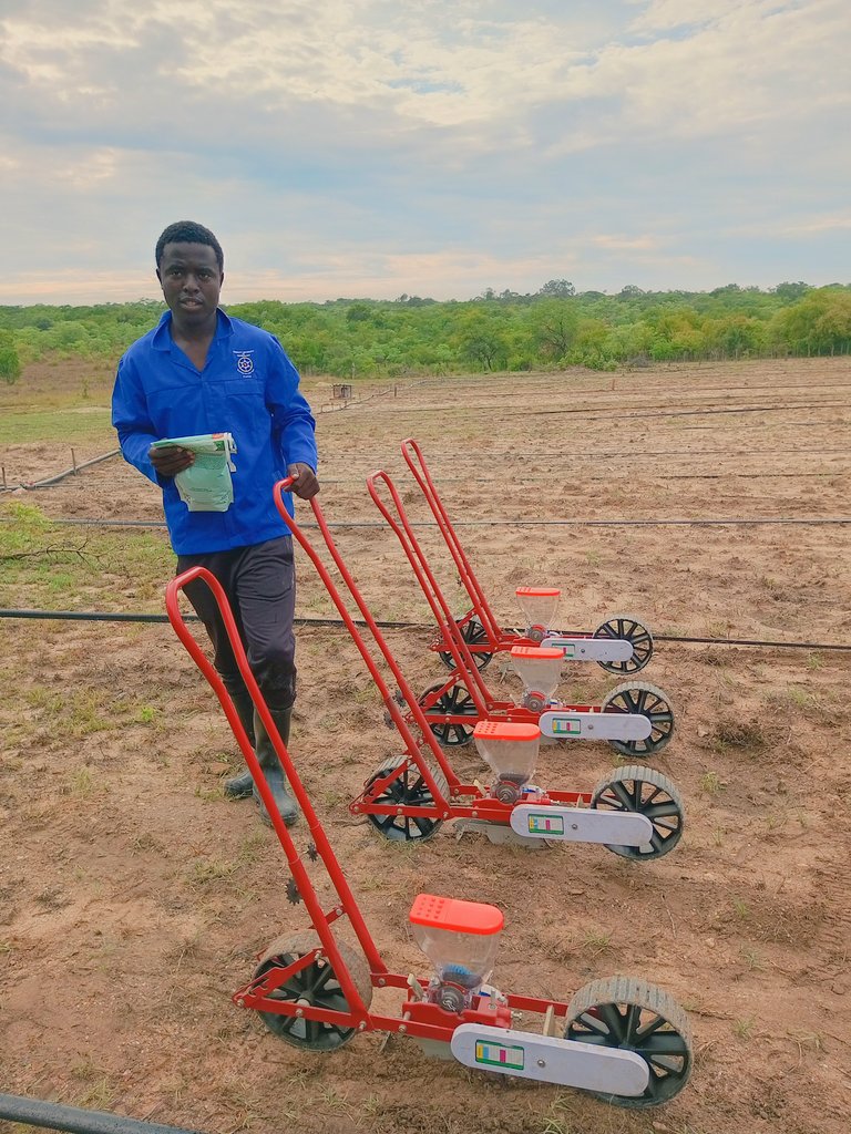 Planting 2 million onion seeds at one of our territory using a manual onion seed planter. 
It's production or production