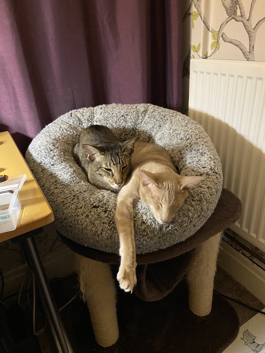 Papa bought us a “snuggle bed” from Pets At Home! We love it 😍😍 it even has a microwaveable heat pad for inside it 😍🥰#AhsokaandButters #petsathome #snugglebed #snugglebuddies #caturdaysnuggles