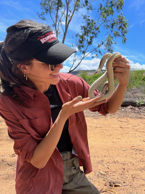 VMNH Assistant Curator of Herpetology Dr. Arianna Kuhn is currently participating in a biological survey of the Andrafiamena-Andavakoera Protected Area in Northern Madagascar. Here, the reptile and amphibian expert is holding the blonde hognose snake (Leioheterodon modestus).