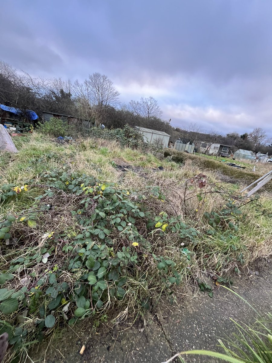 Just been offered my first allotment. Untouched for three years so should have some good soil. Ready for this.