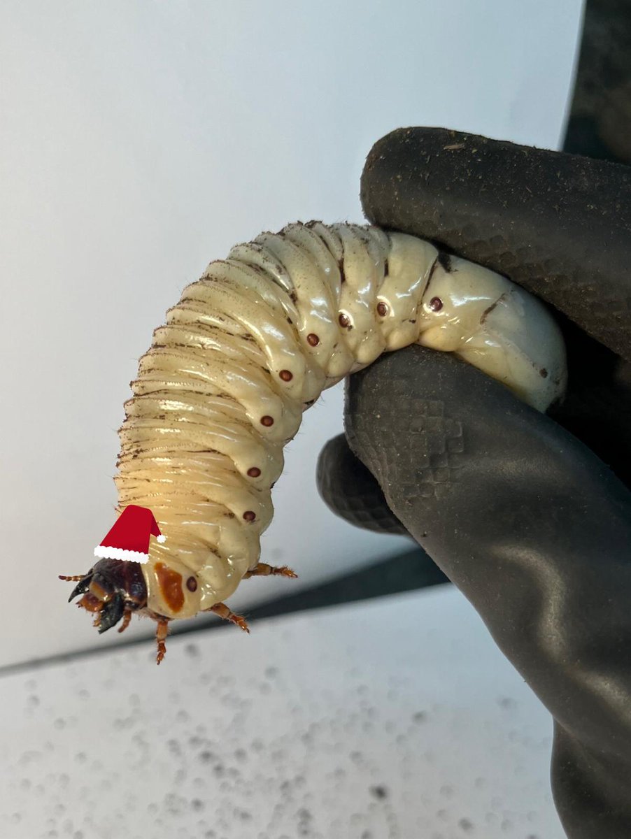 On the fourth day of Christmas, my true love sent to me four crawling grubs, Three green beans, Two hermit crabs And a ta-ran-tu-la called Rosie. #TwelveBugsOfChristmas #12BugsOfChristmas #TwelveDaysOfChristmas #12daysofchristmas #Christmas #BugZoo #Bugs #TheBugFarm