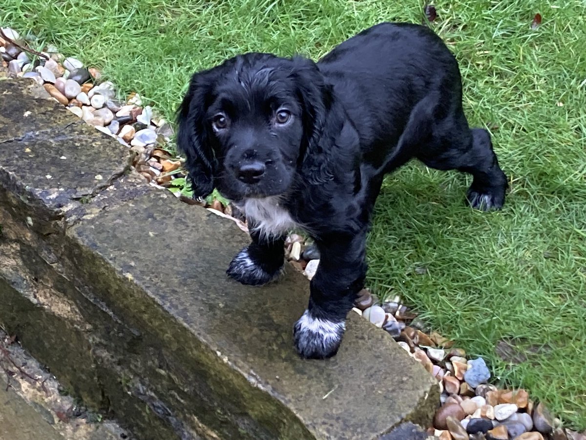 It’s a good job she’s cute…..send me your puppy toilet training tips! 🐾😣