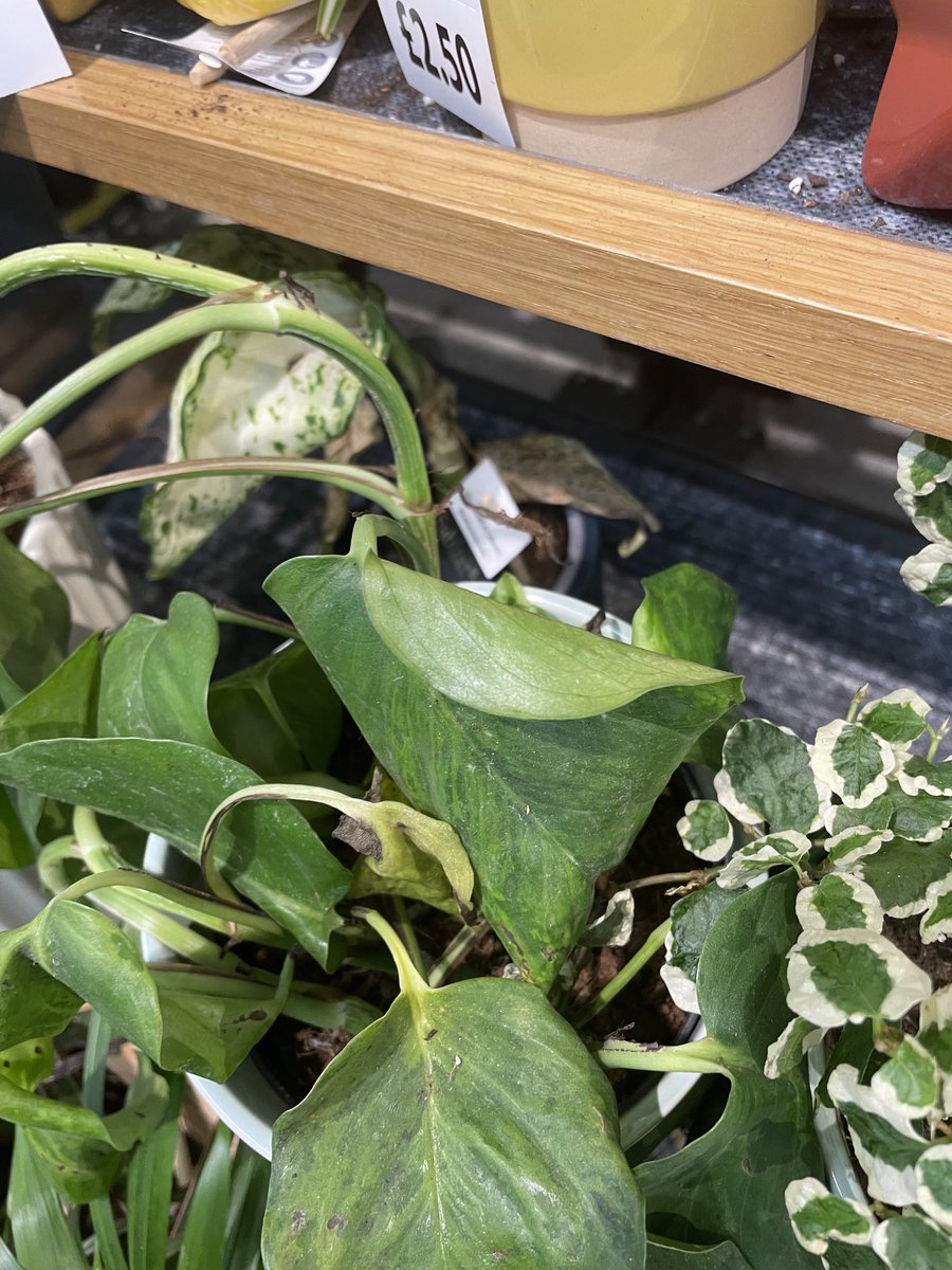 Simon Welburn-Supporting 🇺🇦 Ukraine. tweet media