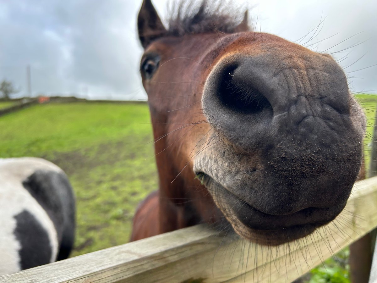 We are hiring ! Coaches and Support Staff. New start in 2024! Being around horses changes lives. Working with lovely horses and amazing volunteers. We are a charity for the disabled. BHS Approved Centre. For further information please contact lauren@mhrc.co.uk