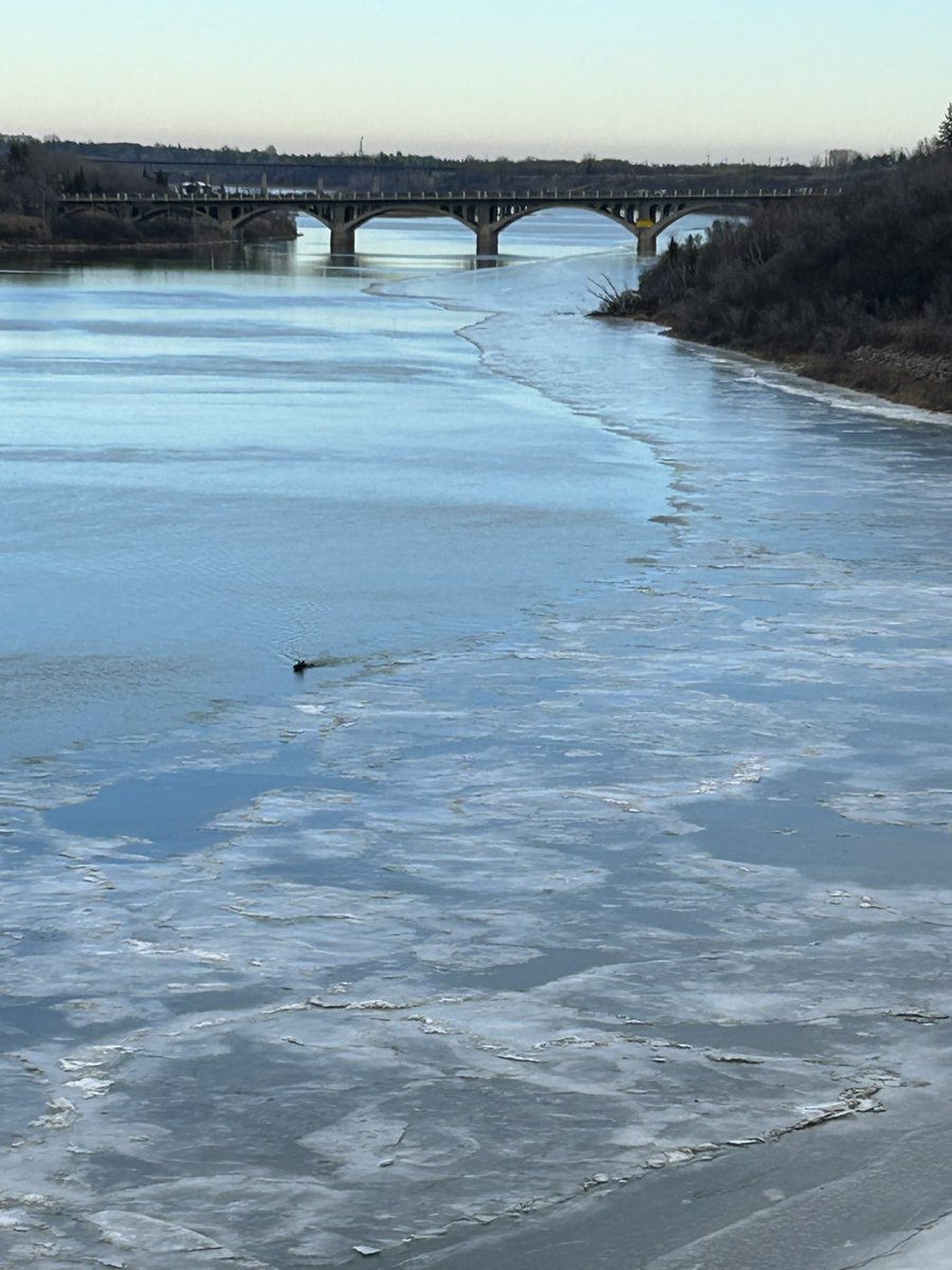 Moose in the River? <a href="/CBCSaskatoon/">CBC Saskatoon</a>