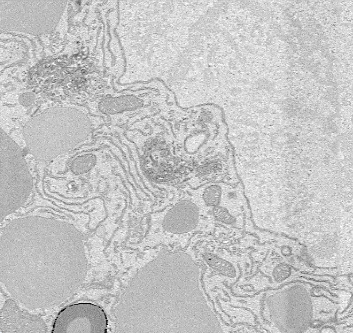 Join us and you could get gorgeous data like this 😍! The beauty of the cell never ceases to amaze me every day. #BiologyIsArt see below for all open positions: talent.stjude.org/careers/jobs?k…