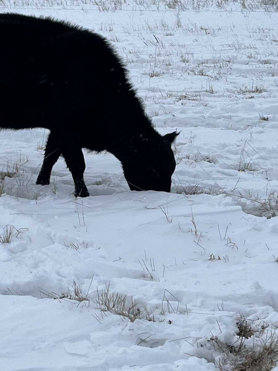 gbtangus's tweet photo. Yearling heifers sightings today. They look pretty content grazing their stockpile in this well treed pasture. Wish we had more of this natural cover for our cattle in the winter months. #graze2023 #heiferdevelopment #becomingcows https://t.co/ALWjWayOGF