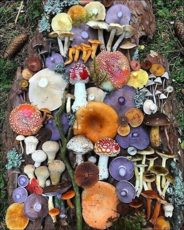 MushroomHClub's tweet image. Simply beautiful! 📷