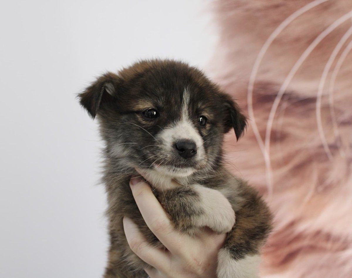 Ein Herz für Streuner e.V. tweet media