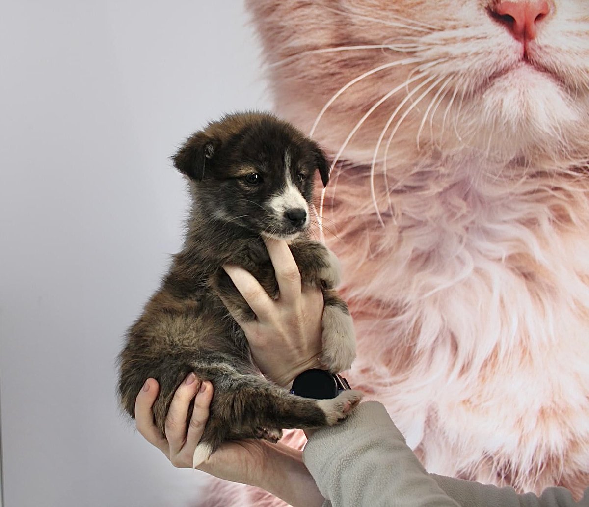 Ein Herz für Streuner e.V. tweet media