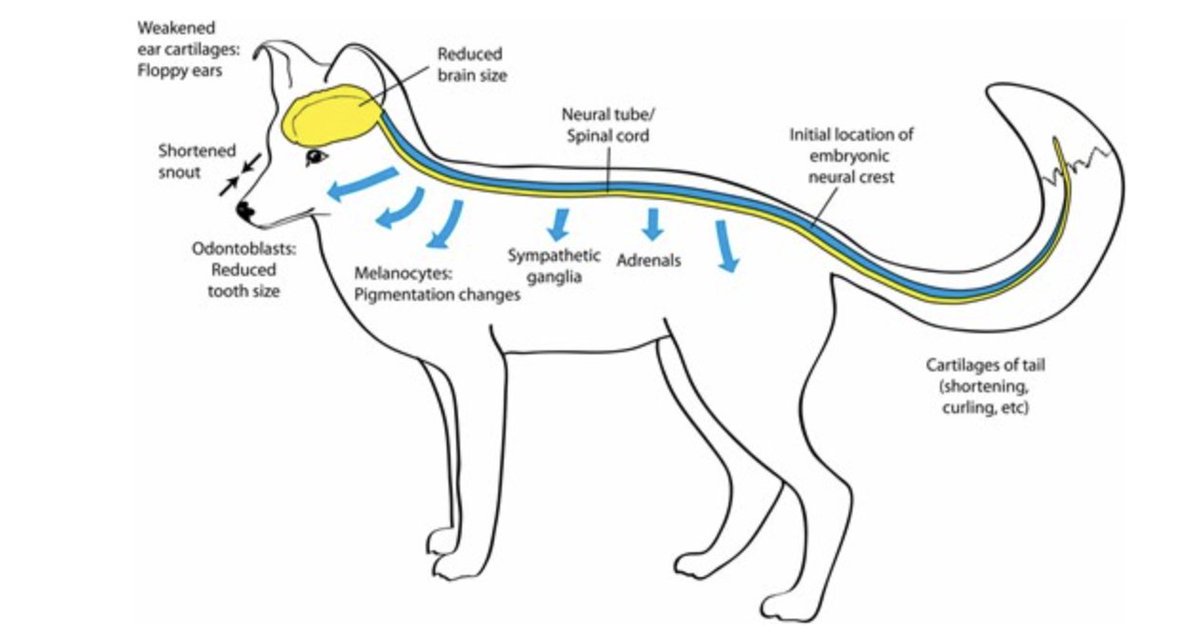A most interesting read on the target of a selection based genetic basis of #domestication. The question arises: are we talking #genes or #cells? My money is, of course, on the latter and the suspect: neural crest.
Fascinating read shorturl.at/cyCKX
#NotInTheGenes #CellsRUs