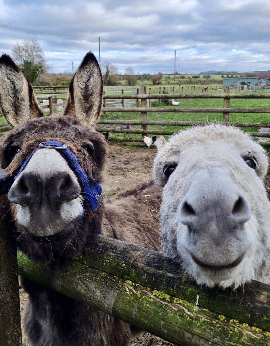 Clive and Ernie are wishing all of our supporters a very happy weekend ❤️😃
#smilesallround #happyweekend #rescuedonkeys
