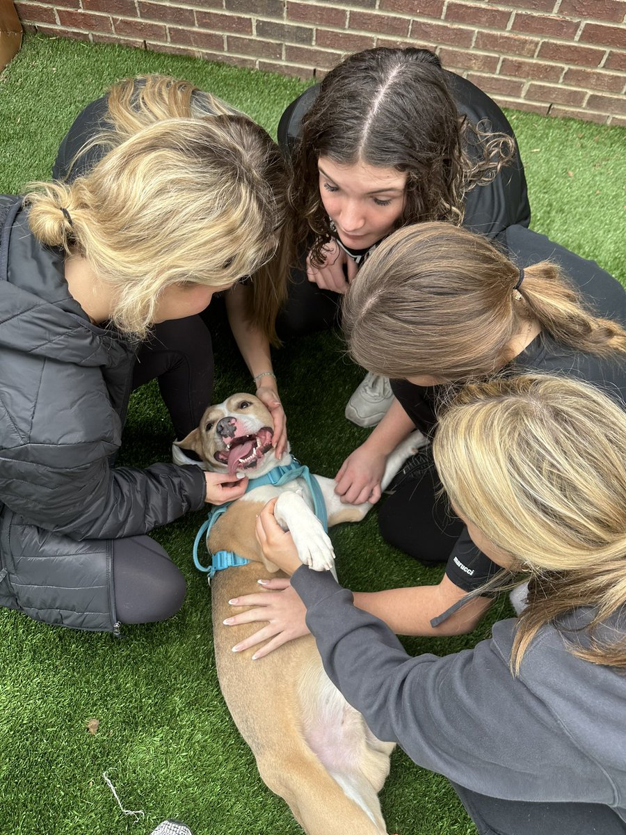 GreenHillHighSB's tweet photo. A morning well spent! Our team had a blast giving back to our 4 legged friends at Mt. Juliet Animal Care &amp; Control. If you’re looking for a special friend, we found one or two that would love to have a home for the holidays!💚❤️ https://t.co/vFw6t85Ahu